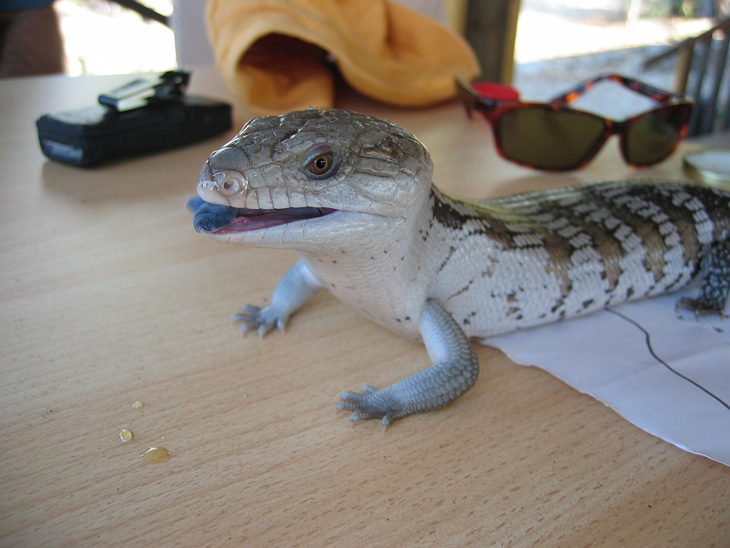 125 Granite gorge.jpg